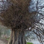 Clearly a tree from the Upside Down, right?