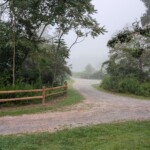 Pathway to the Lodge from my cabin area Misty green forested path